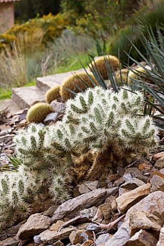 DOMAINE_DU_RAYOL__FRANCE_CACTI_CYLINDROPUNTIA_TUNICATA_AND_ECHINOCACTUS__IN_THE_ARID_AMERICAN_GARDEN