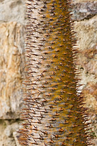 DOMAINE_DU_RAYOL__FRANCE_CLOSE_UP_OF_THE_SPINES_OF_A_CACTUS_IN_THE_ARID_AMERICAN_GARDEN