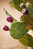 DOMAINE DU RAYOL  FRANCE: CLOSE UP OF THE INDIAN FIG PRICKLY PEAR (OPUNTIA FICUS INDICA)  IN THE ARID AMERICAN GARDEN