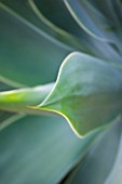 DOMAINE DU RAYOL  FRANCE: CLOSE UP OF THE SPIKES OF AGAVE ATTENUATA