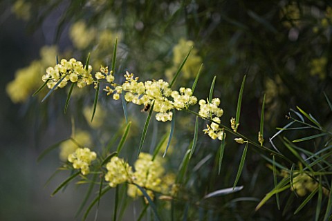 DOMAINE_DU_RAYOL__FRANCE_CLOSE_UP_OF_YELLOW_FLOWERS_OF_MIMOSA__ACACIA_ITEAPHYLLA_WILLOW_LEAFED_ACACI