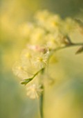 DOMAINE DU RAYOL  FRANCE: CLOSE UP OF YELLOW FLOWERS OF MIMOSA - ACACIA ITEAPHYLLA (WILLOW LEAFED ACACIA)