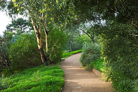 DOMAINE_DU_RAYOL__FRANCE_PATH_WINDS_THROUGH_THE_AUSTRALIAN_GARDEN_WITH_THE_YELLOW_FLOWERS_OF_MIMOSA_
