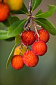 DOMAINE DU RAYOL  FRANCE: CLOSE UP OF THE FRUITS OF ARBUTUS UNEDO - THE STRAWBERRY TREE