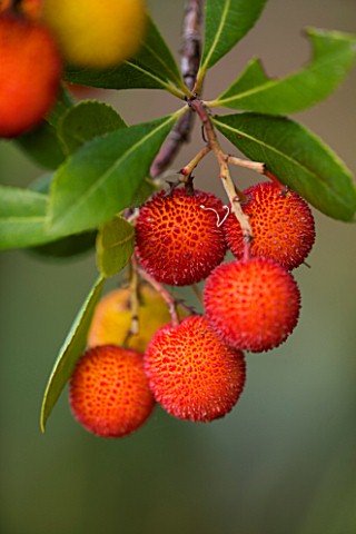 DOMAINE_DU_RAYOL__FRANCE_CLOSE_UP_OF_THE_FRUITS_OF_ARBUTUS_UNEDO__THE_STRAWBERRY_TREE