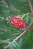 DOMAINE DU RAYOL  FRANCE: CLOSE UP OF THE RED FLOWER OF GREVILLEA WIARA GIN
