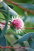 DOMAINE DU RAYOL  FRANCE: CLOSE UP OF THE RED FLOWER OF THE PINCUSHION HAKEA - HAKEA LAURINA (EMU BUSH) FROM NEW ZEALAND