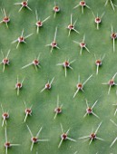 DOMAINE DU RAYOL  FRANCE: CLOSE UP OF THE SPINES OF A CACTUS. PATTERN