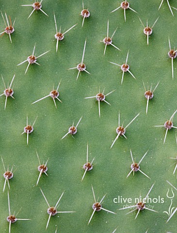DOMAINE_DU_RAYOL__FRANCE_CLOSE_UP_OF_THE_SPINES_OF_A_CACTUS_PATTERN