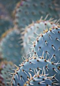 DOMAINE DU RAYOL  FRANCE: CLOSE UP OF THE SPINES OF A CACTUS.