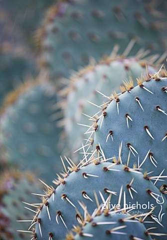 DOMAINE_DU_RAYOL__FRANCE_CLOSE_UP_OF_THE_SPINES_OF_A_CACTUS
