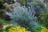DOMAINE DU RAYOL  FRANCE: THE AUSTRALIAN GARDEN WITH YELLOW FLOWERS OF ACACIA CARDIOPHYLLA AND BEHIND THE SILVER BLUE FOLIAGE OF ACACIA CONVENYI