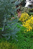 DOMAINE DU RAYOL  FRANCE: THE AUSTRALIAN GARDEN WITH YELLOW FLOWERS OF ACACIA CARDIOPHYLLA AND THE SILVER BLUE FOLIAGE OF ACACIA CONVENYI - IN THE BACKGROUND IS EUCALYPTUS GLOBULUS