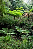DOMAINE DU RAYOL  FRANCE: THE NEW ZEALAND GARDEN WITH CYATHEA COOPERI (SCALY TREE FERN  LACY TREE FERN) AND DICKSONIA ANTARCTICA (SOFT TREE FERN)