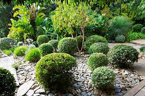 DESIGNER_JEANLAURENT_FELIZIA__FRANCE_AREA_OF_SLATE_WITH_CLIPPED_TOPIARY_BALLS_AND_BARK_OF_ARBUTUS_GL