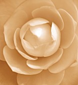 BLACK AND WHITE SEPIA TONED IMAGE OF THE CENTRE OF A CAMELLIA JAPONICA COMPACTA ALBA. PATTERN