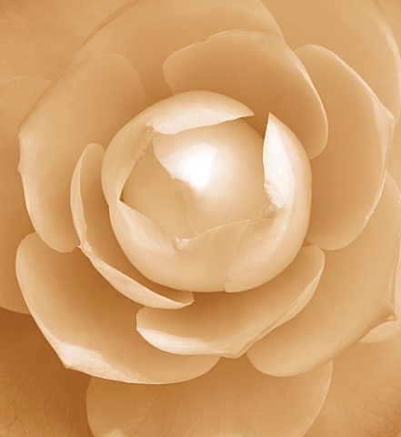 BLACK_AND_WHITE_SEPIA_TONED_IMAGE_OF_THE_CENTRE_OF_A_CAMELLIA_JAPONICA_COMPACTA_ALBA_PATTERN