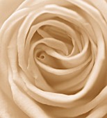 BLACK AND WHITE SEPIA TONED IMAGE OF THE CENTRE OF A ROSE. ROSA. PATTERN
