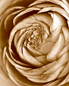 BLACK AND WHITE SEPIA TONED IMAGE OF THE CENTRE OF A RANUNCULUS. PATTERN