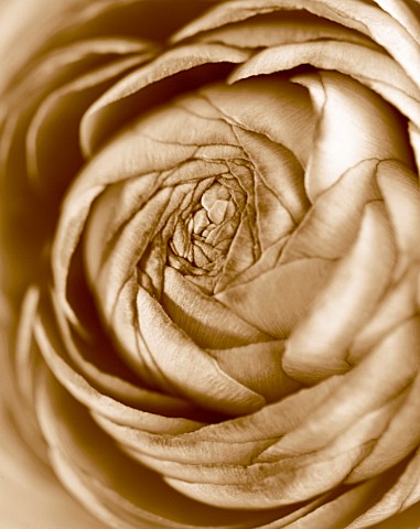 BLACK_AND_WHITE_SEPIA_TONED_IMAGE_OF_THE_CENTRE_OF_A_RANUNCULUS_PATTERN