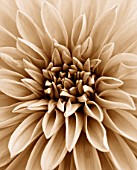 BLACK AND WHITE SEPIA TONED IMAGE OF THE CENTRE OF A DAHLIA DAZZLER. FLOWER  CLOSE UP  PATTERN  ABSTRACT