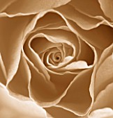 BLACK AND WHITE SEPIA TONED IMAGE OF THE CENTRE OF A ROSE. ROSA  PATTERN