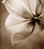 BLACK AND WHITE SEPIA TONED IMAGE OF THE BACK OF THE FLOWER OF TULIP SYLVESTRIS