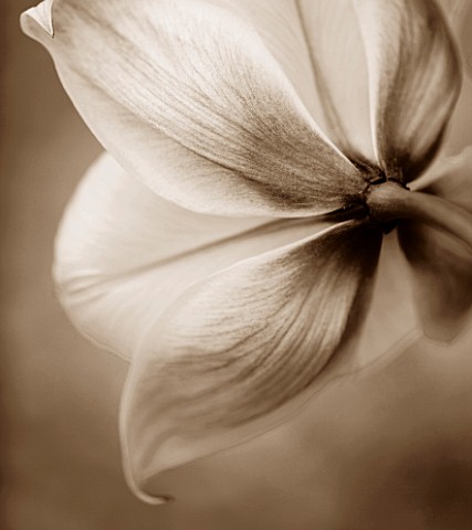 BLACK_AND_WHITE_SEPIA_TONED_IMAGE_OF_THE_BACK_OF_THE_FLOWER_OF_TULIP_SYLVESTRIS