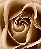 BLACK AND WHITE SEPIA TONED IMAGE OF THE CENTRE OF A ROSE. ROSA  PATTERN