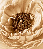 BLACK AND WHITE SEPIA TONED IMAGE OF THE CENTRE OF A RANUNCULUS
