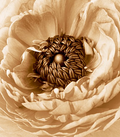 BLACK_AND_WHITE_SEPIA_TONED_IMAGE_OF_THE_CENTRE_OF_A_RANUNCULUS