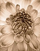 BLACK AND WHITE SEPIA TONE IMAGE OF CLOSE UP OF CENTRE OF DAHLIA AUDACITY (MEDIUM FLOWERED DECORATIVE) . ABSTRACT  PATTERN