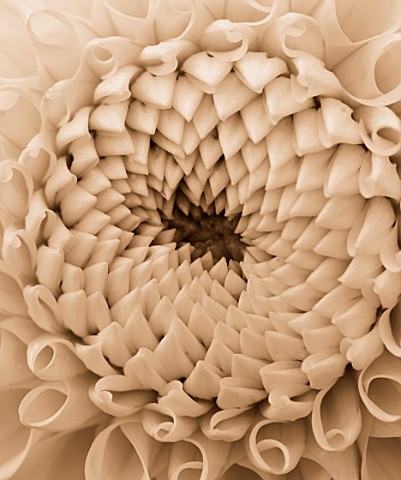 BLACK_AND_WHITE_SEPIA_TONE_IMAGE_OF_CLOSE_UP_OF_CENTRE_OF_DAHLIA_LEMON_ZING_MINIATURE_BALL__ABSTRACT