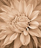 BLACK AND WHITE SEPIA TONE IMAGE OF CLOSE UP OF CENTRE OF DAHLIA MABEL ANN (GIANT FLOWERED DECORATIVE). ABSTRACT  PATTERN  NATURE