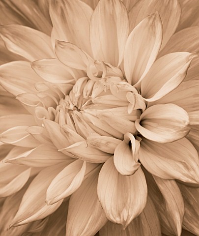 BLACK_AND_WHITE_SEPIA_TONE_IMAGE_OF_CLOSE_UP_OF_CENTRE_OF_DAHLIA_MABEL_ANN_GIANT_FLOWERED_DECORATIVE