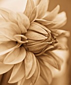 BLACK AND WHITE SEPIA TONE IMAGE OF CLOSE UP OF CENTRE OF DAHLIA DAVID HOWARD. ABSTRACT  PATTERN  NATURE