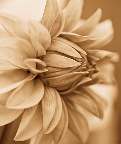 BLACK_AND_WHITE_SEPIA_TONE_IMAGE_OF_CLOSE_UP_OF_CENTRE_OF_DAHLIA_DAVID_HOWARD_ABSTRACT__PATTERN__NAT