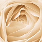 BLACK AND WHITE SEPIA TONE IMAGE OF CLOSE UP OF CENTRE OF ROSE FLOWER (ROSA). ABSTRACT  PATTERN  NATURE