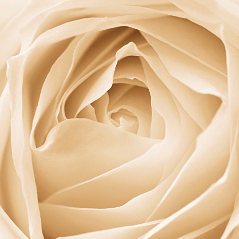BLACK_AND_WHITE_SEPIA_TONE_IMAGE_OF_CLOSE_UP_OF_CENTRE_OF_ROSE_FLOWER_ROSA_ABSTRACT__PATTERN__NATURE