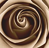 BLACK AND WHITE SEPIA TONE IMAGE OF CLOSE UP OF CENTRE OF ROSE FLOWER (ROSA). ABSTRACT  PATTERN  NATURE