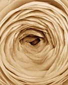 BLACK AND WHITE SEPIA TONE IMAGE OF CLOSE UP OF CENTRE OF RANUNCULUS FLOWER. ABSTRACT  PATTERN  NATURE