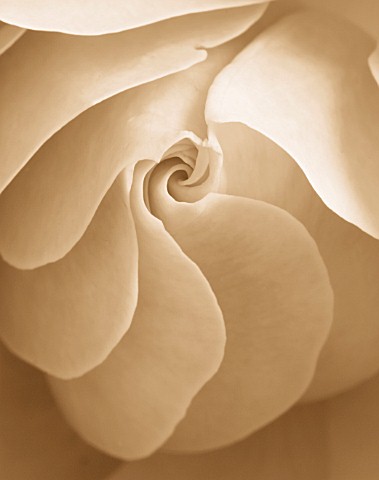 BLACK_AND_WHITE_SEPIA_TONE_IMAGE_OF_CLOSE_UP_OF_CENTRE_OF_ROSE_ROSA_FLOWER_ABSTRACT__PATTERN__NATURE