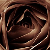 BLACK AND WHITE SEPIA TONED CLOSE UP OF CENTRE OF ROSE. ROSA.ABSTRACT.PATTERN.NATURE.