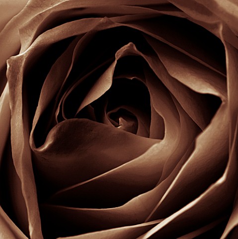 BLACK_AND_WHITE_SEPIA_TONED_CLOSE_UP_OF_CENTRE_OF_ROSE_ROSAABSTRACTPATTERNNATURE