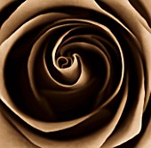 BLACK AND WHITE SEPIA TONED CLOSE UP OF CENTRE OF ROSE. ROSA. ABSTRACT.PATTERN.NATURE.