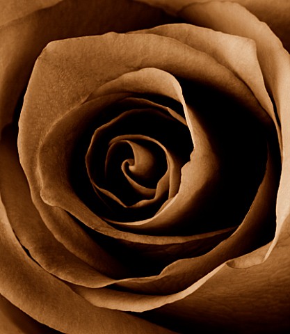 BLACK_AND_WHITE_SEPIA_TONED_CLOSE_UP_OF_CENTRE_OF_ROSE_ROSA_ABSTRACTPATTERNNATURE