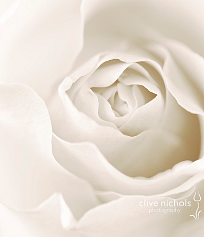 BLACK_AND_WHITE_SEPIA_TONED_CLOSE_UP_OF_CENTRE_OF_ROSE_ROSA_ABSTRACTPATTERNNATURE