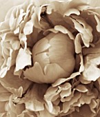 BLACK AND WHITE SEPIA TONED CLOSE UP OF CENTRE OF PEONY.PAEONIA LACTIFLORA SARAH BERNHARDT. ABSTRACT.PATTERN.NATURE.