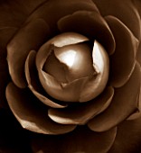 BLACK AND WHITE SEPIA TONED CLOSE UP OF CENTRE OF CAMELLIA JAPONICA COMPACTA ALBA. ABSTRACT. PATTERN.NATURE.