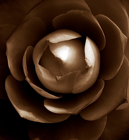 BLACK_AND_WHITE_SEPIA_TONED_CLOSE_UP_OF_CENTRE_OF_CAMELLIA_JAPONICA_COMPACTA_ALBA_ABSTRACT_PATTERNNA